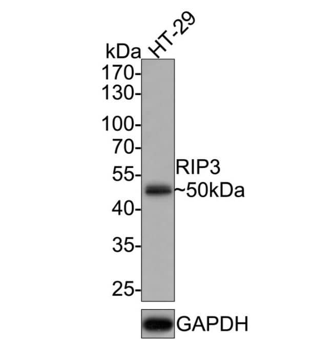 Western Blot: Nrf2 [p Ser40] Antibody (SU0334) [NBP2-67465] -  Analysis of RIP3 on HT-29 cell lysates with Rabbit anti-RIP3 antibody at 1/1,000 dilution.Lysates/proteins at 10 ug/Lane.Predicted band size: 57 kDaObserved band size: 50 kDaExposure time: 2 minutes;12% SDS-PAGE gel.Proteins were transferred to a PVDF membrane and blocked with 5% NFDM/TBST for 1 hour at room temperature. The primary antibody at 1/1,000 dilution was used in 5% NFDM/TBST at room temperature for 2 hours. Goat Anti-Rabbit IgG - HRP Secondary Antibody at 1:100,000 dilution was used for 1 hour at room temperature.