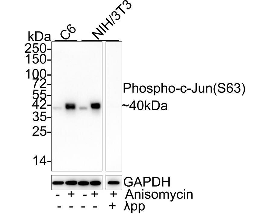 Western blot analysis on different lysates with NBP2-67471 at 1/2,000 dilution. Lane 1: C6 cell lysate Lane 2: C6 treated with 25μg/mL Anisomycin for 30 minutes cell lysate Lane 3: NIH/3T3 cell lysate Lane 4: NIH/3T3 treated with 25μg/mL Anisomycin for 30 minutes cell lysate Lane 5: NIH/3T3 treated with 25μg/mL Anisomycin for 30 minutes, then treated with  lambda pp for 1 hour cell lysate Lysates/proteins at 20 µg/Lane. Predicted band size: 36 kDa Observed band size: 40 kDa Exposure time: 1 minute; 4-20% SDS-PAGE gel. Proteins were transferred to a PVDF membrane and blocked with 5% NFDM/TBST for 1 hour at room temperature. NBP2-67471 at 1/2,000 dilution was used in 5% NFDM/TBST at 4℃ overnight. Goat Anti-Rabbit IgG [HRP] Secondary Antibody at 1/50,000 dilution was used for 1 hour at room temperature.