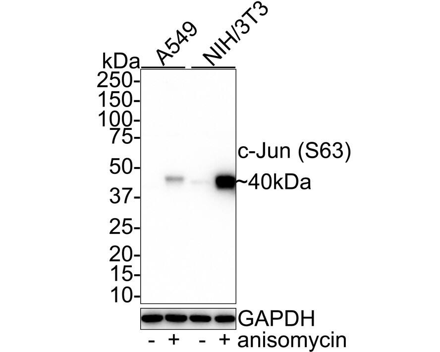 Western blot analysis on different lysates with NBP2-67471 at 1/500 dilution. Lane 1: A549 whole cell lysate Lane 2: A549 treated with 250ng/mL anisomycin for 30 minutes whole cell lysate Lane 3: NIH/3T3 whole cell lysate Lane 4: NIH/3T3 treated with 250ng/mL anisomycin for 30 minutes whole cell lysate Lysates/proteins at 20 µg/Lane. Predicted band size: 36 kDa Observed band size: 40 kDa Exposure time: 5 minutes; 4-20% SDS-PAGE gel. Proteins were transferred to a PVDF membrane and blocked with 5% NFDM/TBST for 1 hour at room temperature. NBP2-67471 at 1/500 dilution was used in 5% NFDM/TBST at room temperature for 2 hours. Goat Anti-Rabbit IgG [HRP] Secondary Antibody at 1:100,000 dilution was used for 1 hour at room temperature.