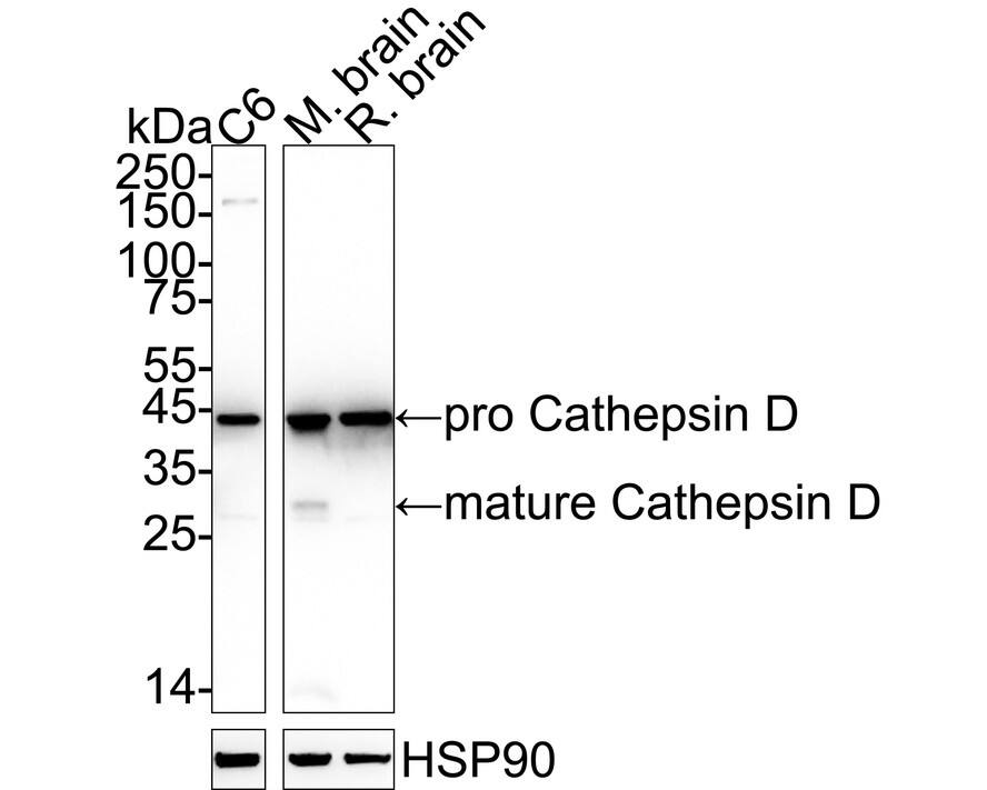 Western blot analysis on different lysates with NBP2-67477 at 1/1,000 dilution. Lane 1: C6 cell lysate (20 µg/Lane) Lane 2: Mouse brain tissue lysate (20 µg/Lane) Lane 3: Rat brain tissue lysate (20 µg/Lane) Predicted band size: 45/28 kDa Observed band size: 45/28 kDa Exposure time: 6 seconds;  4-20% SDS-PAGE gel. Proteins were transferred to a PVDF membrane and blocked with 5% NFDM/TBST for 1 hour at room temperature. NBP2-67477 at 1/1,000 dilution was used in 5% NFDM/TBST at 4℃ overnight. Goat Anti-Rabbit IgG [HRP] Secondary Antibody at 1/50,000 dilution was used for 1 hour at room temperature.