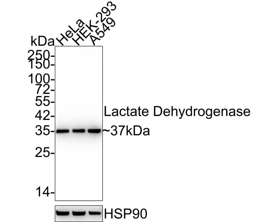 Western blot analysis on different lysates with NBP2-67483 at 1/5,000 dilution. Lane 1: HeLa cell lysate (15 µg/Lane) Lane 2: HEK-293 cell lysate (15 µg/Lane) Lane 3: A549 cell lysate (15 µg/Lane) Predicted band size: 37 kDa Observed band size: 37 kDa Exposure time: 1 minute 36 seconds; 4-20% SDS-PAGE gel. Proteins were transferred to a PVDF membrane and blocked with 5% NFDM/TBST for 1 hour at room temperature. NBP2-67483 at 1/5,000 dilution was used in 5% NFDM/TBST at 4℃ overnight. Goat Anti-Rabbit IgG [HRP] Secondary Antibody at 1:50,000 dilution was used for 1 hour at room temperature.