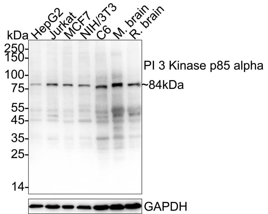 Western Blot PI 3-Kinase p85 alpha Antibody (SU04-07)