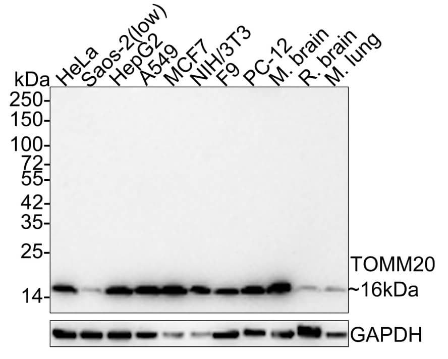 Western Blot TOMM20 Antibody (ST04-72)