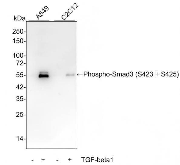 Western blot analysis on different lysates with NBP2-67513 at 1/5,000 dilution and competitor's antibody at 1/1,000 dilution. Lane 1: A549 whole cell lysate Lane 2: A549 treated with 5ng/mL TGF-beta1 for 24 hours whole cell lysate Lane 3: C2C12 whole cell lysate Lane 4: C2C12 treated with 5ng/mL TGF-beta1 for 24 hours whole cell lysate Lysates/proteins at 15 µg/Lane. Predicted band size: 48 kDa Observed band size: 55 kDa Exposure time: 2 minutes; 4-20% SDS-PAGE gel. Proteins were transferred to a PVDF membrane and blocked with 5% NFDM/TBST for 1 hour at room temperature. NBP2-67513 at 1/5,000 dilution and competitor's antibody at 1/1,000 dilution were used in 5% NFDM/TBST at 4℃ overnight. Goat Anti-Rabbit IgG [HRP] Secondary Antibody at 1/50,000 dilution was used for 1 hour at room temperature.