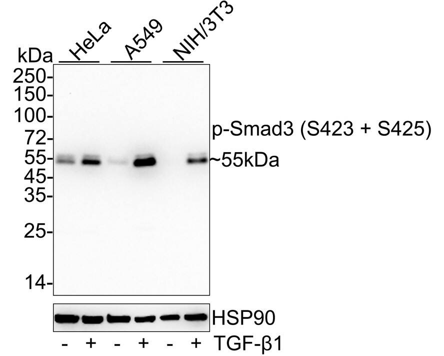 Western blot analysis on different lysates with NBP2-67513 at 1/2,000 dilution. Lane 1: HeLa cell lysate Lane 2: HeLa starved overnight then treated with 10ng/mL TGF-beta 1 for 30 minutes cell lysate Lane 3: A549 cell lysate Lane 4: A549 treated with 5ng/mL TGF-beta1 for 24 hours cell lysate Lane 5: NIH/3T3 cell lysate Lane 6: NIH/3T3 starved overnight then treated with 10ng/mL TGF-beta 1 for 30 minutes cell lysate Lysates/proteins at 20 µg/Lane. Predicted band size: 48 kDa Observed band size: 55 kDa Exposure time: 2 minutes;  4-20% SDS-PAGE gel. Proteins were transferred to a PVDF membrane and blocked with 5% NFDM/TBST for 1 hour at room temperature. NBP2-67513 at 1/2,000 dilution was used in 5% NFDM/TBST at 4℃ overnight. Goat Anti-Rabbit IgG [HRP] Secondary Antibody at 1/50,000 dilution was used for 1 hour at room temperature.