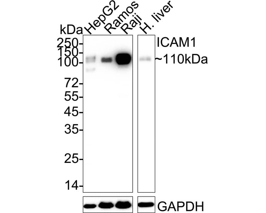 Western blot analysis on different lysates with NBP2-67518 at 1/1,000 dilution. Lane 1: HepG2 cell lysate (20 µg/Lane) Lane 2: Ramos cell lysate (20 µg/Lane) Lane 3: Raji cell lysate (20 µg/Lane) Lane 4: human liver tissue lysate (40 µg/Lane) Predicted band size: 58 kDa Observed band size: 110 kDa Exposure time: 25 seconds;  4-20% SDS-PAGE gel. Proteins were transferred to a PVDF membrane and blocked with 5% NFDM/TBST for 1 hour at room temperature. NBP2-67518 at 1/1,000 dilution was used in 5% NFDM/TBST at 4℃ overnight. Goat Anti-Rabbit IgG [HRP] Secondary Antibody at 1/50,000 dilution was used for 1 hour at room temperature.