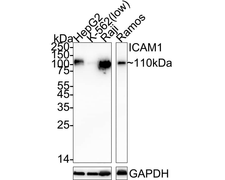 Western blot analysis on different lysates with NBP2-67518 at 1/2,000 dilution. Lane 1: HepG2 cell lysate Lane 2: K-562 cell lysate (low expression) Lane 3: Raji cell lysate Lane 4: Ramos cell lysate Lysates/proteins at 20 µg/Lane. Predicted band size: 58 kDa Observed band size: 110 kDa Exposure time: 42 seconds;  4-20% SDS-PAGE gel. Proteins were transferred to a PVDF membrane and blocked with 5% NFDM/TBST for 1 hour at room temperature. NBP2-67518 at 1/2,000 dilution was used in 5% NFDM/TBST at 4℃ overnight. Goat Anti-Rabbit IgG [HRP] Secondary Antibody at 1/50,000 dilution was used for 1 hour at room temperature.