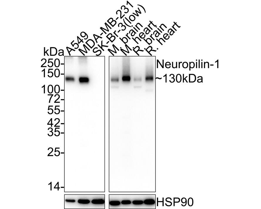 Western blot analysis on different lysates with NBP2-67539 at 1/5,000 dilution. Lane 1: A549 cell lysate Lane 2: MDA-MB-231 cell lysate Lane 3: SK-Br-3 cell lysate (low expression) Lane 4: Mouse brain tissue lysate Lane 5: Mouse heart tissue lysate Lane 6: Rat brain tissue lysate Lane 7: Rat heart tissue lysate Lysates/proteins at 20 µg/Lane. Predicted band size: 103 kDa Observed band size: 130 kDa Exposure time: Lane 1-3: 1 minute 21 seconds; Lane 4-7: 43 seconds; 4-20% SDS-PAGE gel. Proteins were transferred to a PVDF membrane and blocked with 5% NFDM/TBST for 1 hour at room temperature. NBP2-67539 at 1/5,000 dilution was used in 5% NFDM/TBST at room temperature for 2 hours. Goat Anti-Rabbit IgG [HRP] Secondary Antibody at 1:100,000 dilution was used for 1 hour at room temperature.