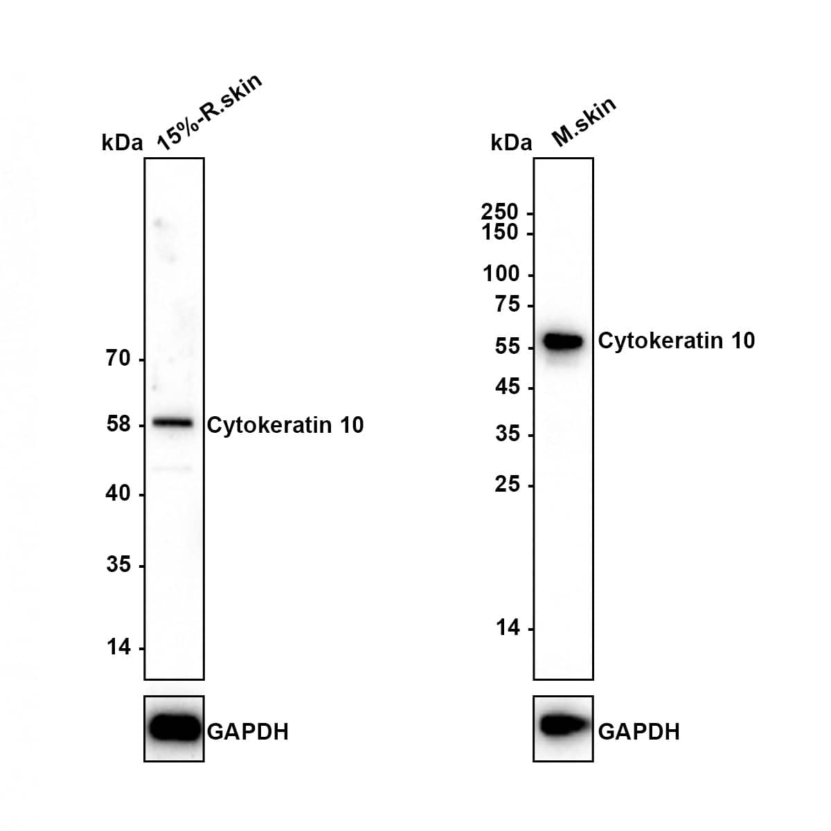 Western blot analysis on different lysates with NBP2-67544 at 1/5,000 dilution. Lane 1: 15%-rat skin tissue lysates Lane 2: mouse skin tissue lysates Lysates/proteins at 10 µg/Lane. Exposure time: 3 minutes Blocking: 5% NFDM/TBST, 1 hour at room temperature Primary antibody: NBP2-67544, 1/5,000 in primary antibody dilution buffer, overnight at 4 ℃ Secondary antibody: Goat Anti-Rabbit IgG [HRP] Secondary Antibody, 1/50,000 in 5% NFDM/TBST, 1 hour at room temperature Predicted band size: 59 kDa Observed band size: 59 kDa
