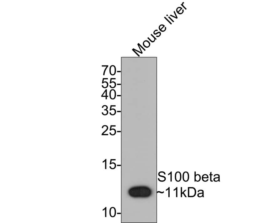 Western blot analysis of  mouse liver tissue lysates with NBP2-67572 at 1/1,000 dilution. Lysates/proteins at 20 µg/Lane. Predicted band size: 11 kDa Observed band size: 11 kDa Exposure time: 2 minutes; 15% SDS-PAGE gel. Proteins were transferred to a PVDF membrane and blocked with 5% NFDM/TBST for 1 hour at room temperature. NBP2-67572 at 1/1,000 dilution was used in 5% NFDM/TBST at room temperature for 2 hours. Goat Anti-Rabbit IgG [HRP] Secondary Antibody at 1:300,000 dilution was used for 1 hour at room temperature.