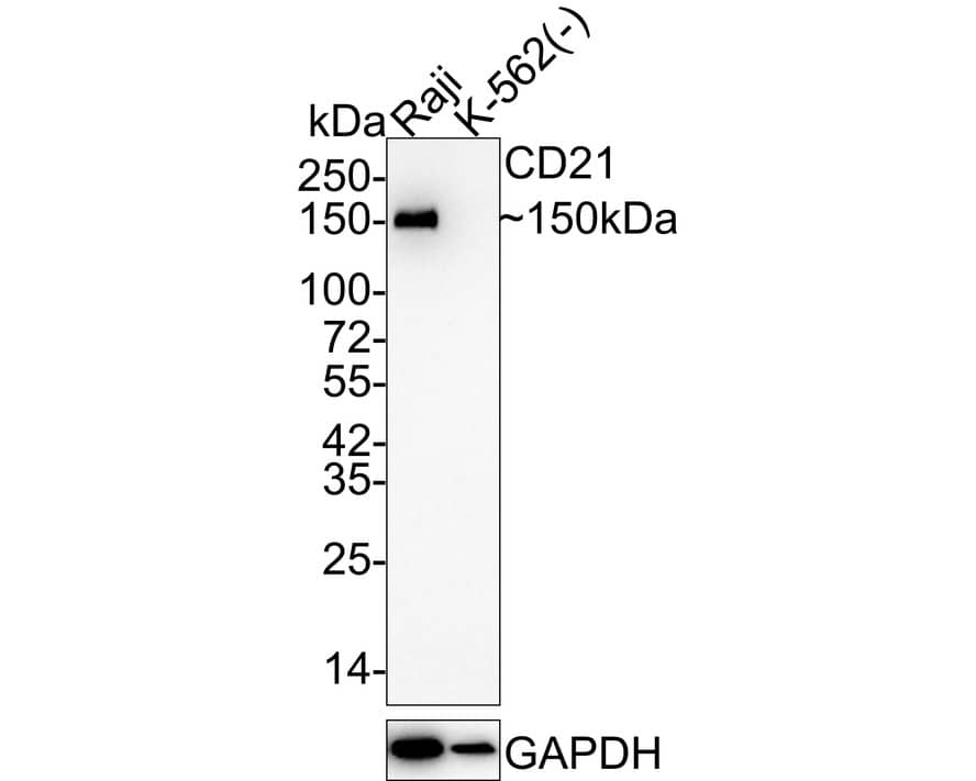 Western Blot CD21 Antibody (SC0681)