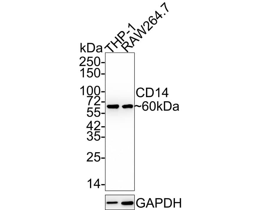 Western blot analysis on different lysates with NBP2-67630 at 1/5,000 dilution. Lane 1: THP-1 cell lysate Lane 2: RAW264.7 cell lysate Lysates/proteins at 15 µg/Lane. Predicted band size: 40 kDa Observed band size: 60 kDa Exposure time: 1 minute 40 seconds; 4-20% SDS-PAGE gel. Proteins were transferred to a PVDF membrane and blocked with 5% NFDM/TBST for 1 hour at room temperature. NBP2-67630 at 1/5,000 dilution was used in 5% NFDM/TBST at 4℃ overnight. Goat Anti-Rabbit IgG [HRP] Secondary Antibody at 1:50,000 dilution was used for 1 hour at room temperature.