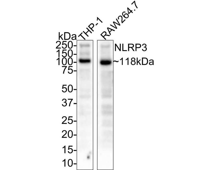 Western blot analysis on different lysates with NBP2-67639 at 1/1,000 dilution. Lane 1: THP-1 cell lysate Lane 2: RAW264.7 cell lysate Lysates/proteins at 20 µg/Lane. Predicted band size: 118 kDa Observed band size: 118 kDa Exposure time: 3 minutes; 4-20% SDS-PAGE gel. Proteins were transferred to a PVDF membrane and blocked with 5% NFDM/TBST for 1 hour at room temperature. NBP2-67639 at 1/1,000 dilution was used in 5% NFDM/TBST at room temperature for 2 hours. Goat Anti-Rabbit IgG [HRP] Secondary Antibody at 1:100,000 dilution was used for 1 hour at room temperature.