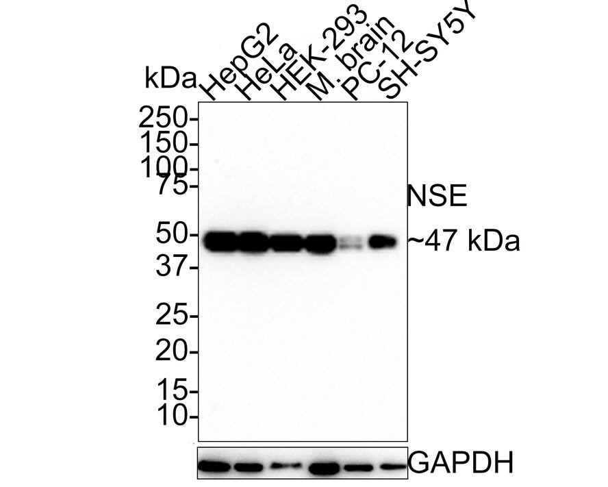 Western Blot Enolase 2/Neuron-specific Enolase Antibody (SC06-28)