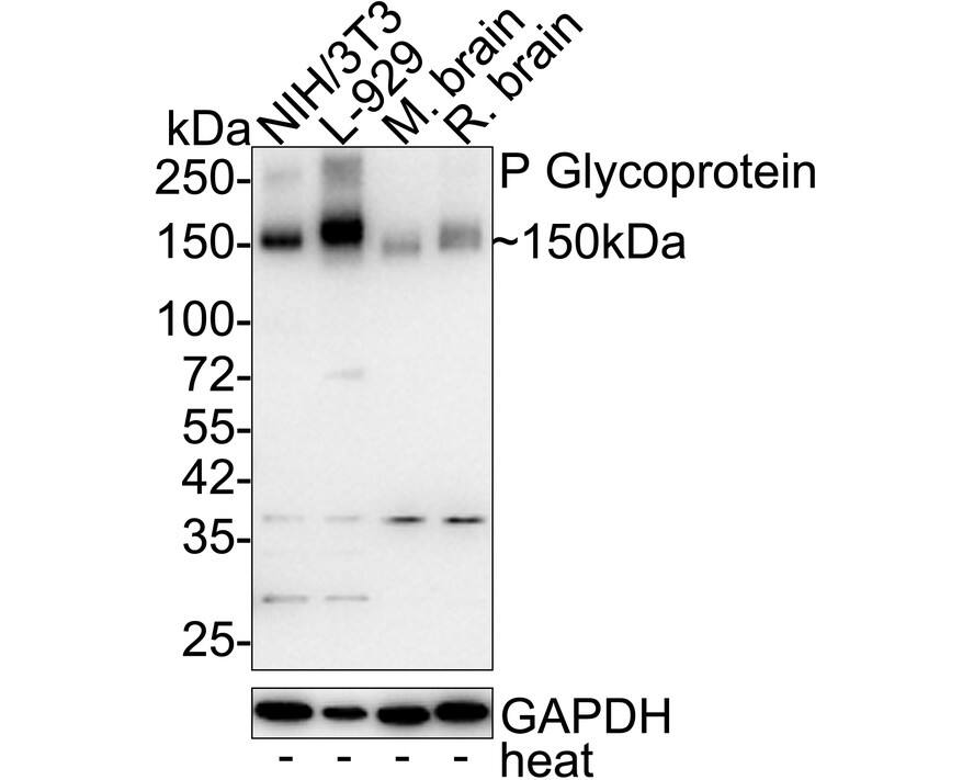 Western Blot MDR1/ABCB1 Antibody (SN06-42)