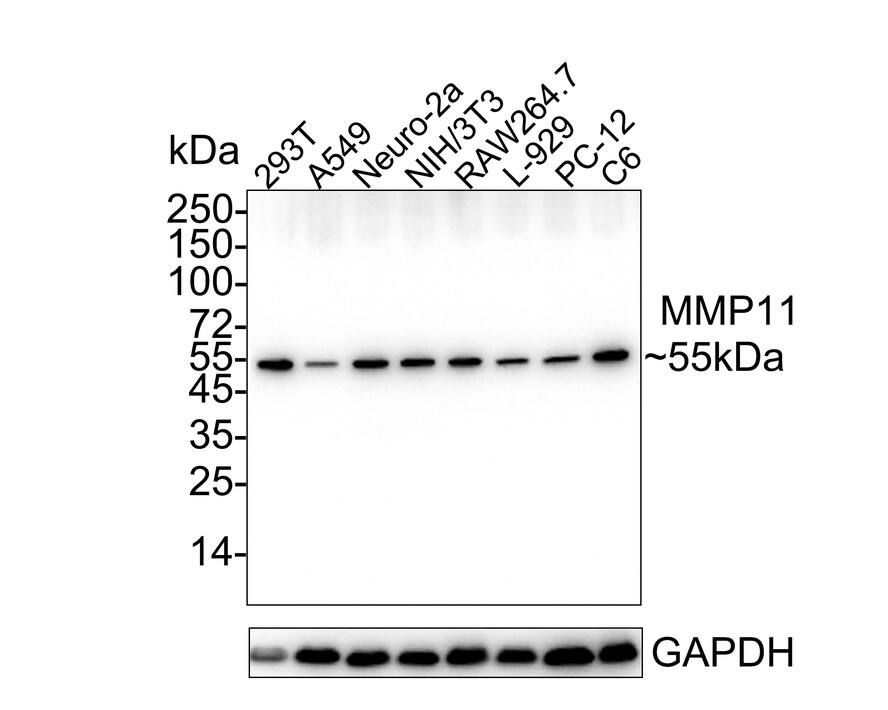 Western blot analysis on different lysates with NBP2-67670 at 1/1,000 dilution. Lane 1: 293T cell lysate Lane 2: A549 cell lysate Lane 1: Neuro-2a cell lysate Lane 1: NIH/3T3 cell lysate Lane 1: RAW264.7 cell lysate Lane 1: L-929 cell lysate Lane 1: PC-12 cell lysate Lane 1: C6 cell lysate Lysates/proteins at 20 µg/Lane. Predicted band size: 55 kDa Observed band size: 55 kDa Exposure time: 14 seconds; 4-20% SDS-PAGE gel. Proteins were transferred to a PVDF membrane and blocked with 5% NFDM/TBST for 1 hour at room temperature. NBP2-67670 at 1/2,000 dilution was used in 5% NFDM/TBST at 4℃ overnight. Goat Anti-Rabbit IgG [HRP] Secondary Antibody at 1/50,000 dilution was used for 1 hour at room temperature.