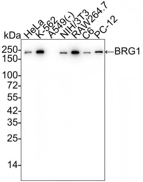 Western blot analysis on different lysates with NBP2-67720 at 1/50,000 dilution and competitor's antibody at 1/10,000 dilution. Lane 1: HeLa cell lysate Lane 2: K-562 cell lysate Lane 3: A549 cell lysate (negative) Lane 4: NIH/3T3 cell lysate Lane 5: RAW264.7 cell lysate Lane 6: C6 cell lysate Lane 7: PC-12 cell lysate Lysates/proteins at 15 µg/Lane. Predicted band size: 185 kDa Observed band size: 200 kDa Exposure time: 1 minute;  4-20% SDS-PAGE gel. Proteins were transferred to a PVDF membrane and blocked with 5% NFDM/TBST for 1 hour at room temperature. NBP2-67720 at 1/50,000 dilution and competitor's antibody at 1/10,000 dilution were used in 5% NFDM/TBST at 4℃ overnight. Goat Anti-Rabbit IgG [HRP] Secondary Antibody at 1/50,000 dilution was used for 1 hour at room temperature.