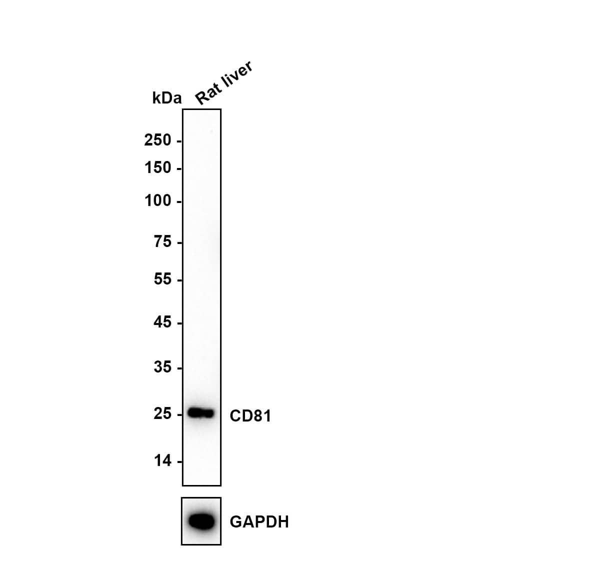 Western blot analysis on different lysates with NBP2-67722 at 1/1,000 dilution. Lane 1: Rat liver tissue lysate Lysates/proteins at 40 µg/Lane. Exposure time:1 min 50s Blocking: 5% NFDM/TBST, 1 hour at room temperature Primary antibody: NBP2-67722, 1/1,000 in 5% NFDM/TBST, overnight at 4 ℃ Secondary antibody: Goat Anti-Rabbit IgG [HRP] Secondary Antibody, 1/50,000 in 5% NFDM/TBST, 1 hour at room temperature Predicted band size: 26 kDa Observed band size: 26 kDa