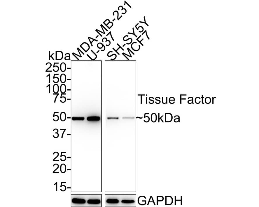 Western blot analysis on different lysates with NBP2-67731 at 1/1,000 dilution. Lane 1: MDA-MB-231 cell lysate Lane 2: U-937 cell lysate Lane 3: SH-SY5Y cell lysate Lane 4: MCF7 cell lysate Lysates/proteins at 10 µg/Lane. Predicted band size: 33 kDa Observed band size: 50 kDa Exposure time: 24 seconds; 4-20% SDS-PAGE gel. Proteins were transferred to a PVDF membrane and blocked with 5% NFDM/TBST for 1 hour at room temperature. NBP2-67731 at 1/1,000 dilution was used in 5% NFDM/TBST at 4℃ overnight. Goat Anti-Rabbit IgG [HRP] Secondary Antibody at 1:100,000 dilution was used for 1 hour at room temperature.