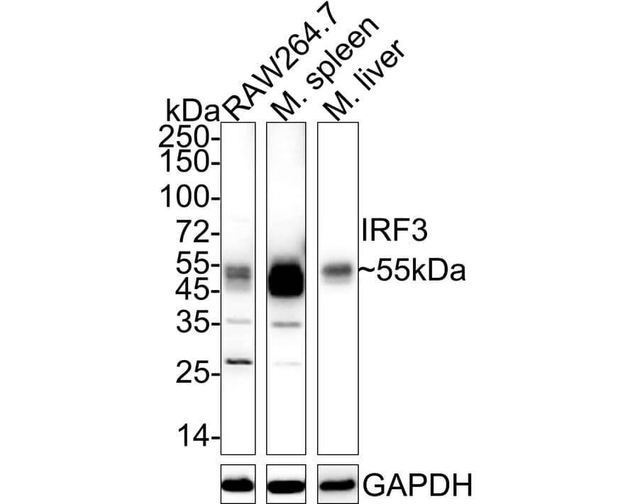 Western Blot IRF3 Antibody (SD2062)