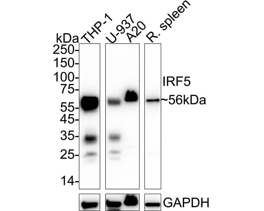 Western blot analysis on different lysates with NBP2-67742 at 1/1,000 dilution. Lane 1: THP-1 cell lysate (30 µg/Lane) Lane 2: U-937 cell lysate (30 µg/Lane) Lane 3: A20 cell lysate (30 µg/Lane) Lane 4: Rat spleen tissue lysate (30 µg/Lane) Predicted band size: 56 kDa Observed band size: 56 kDa Exposure time: 30 seconds;  4-20% SDS-PAGE gel. Proteins were transferred to a PVDF membrane and blocked with 5% NFDM/TBST for 1 hour at room temperature. NBP2-67742 at 1/1,000 dilution was used in 5% NFDM/TBST at 4℃ overnight. Goat Anti-Rabbit IgG [HRP] Secondary Antibody at 1/50,000 dilution was used for 1 hour at room temperature.