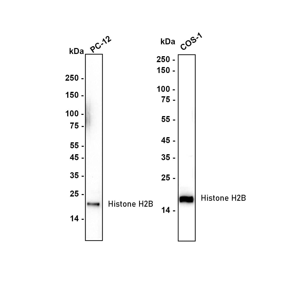 Western Blot Histone H2B Antibody (SD20-63)