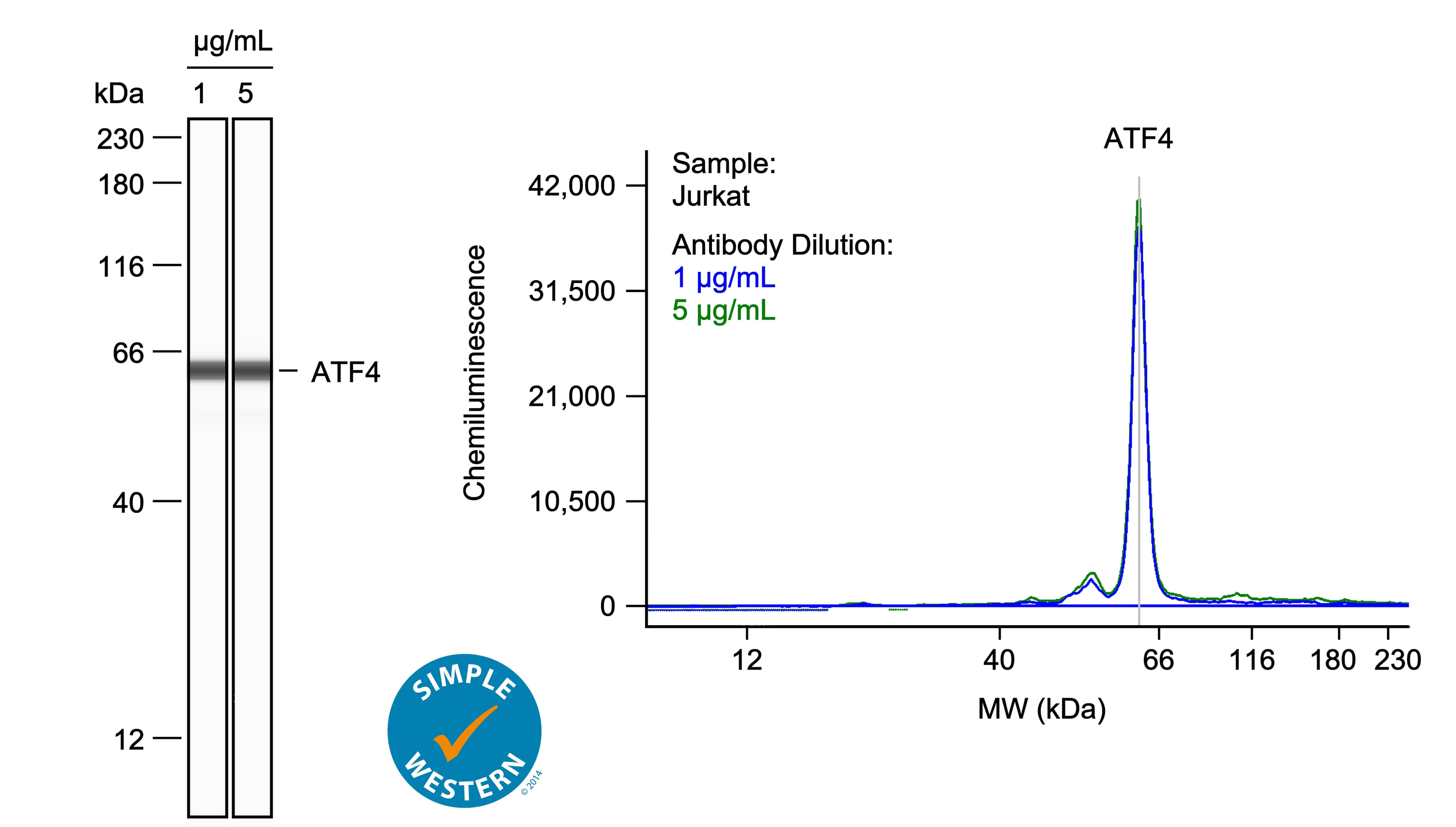 Left: Simple Western lane view shows lysates of Jurkat human acute T cell leukemia cell line, loaded at 1 mg/ml. A specific band was detected for ATF4 at approximately 63 kDa (as indicated) using both 1 ug/ml and 5 ug/ml of Rabbit Anti-Human ATF4 Monoclonal Antibody (Catalog # NBP2-67766) followed by HRP-conjugated Goat Anti-Rabbit Secondary Antibody (Catalog # 042-206). This experiment was conducted under reducing conditions and using the 12-230kDa separation system. Right: Simple Western electropherogram showing the same Rabbit Anti-Human ATF4 Monoclonal Antibody (Catalog # NBP2-67766) tested at 1 ug/ml (blue line) and 5 ug/ml (green line) in the Jurkat human acute T cell leukemia cell line.