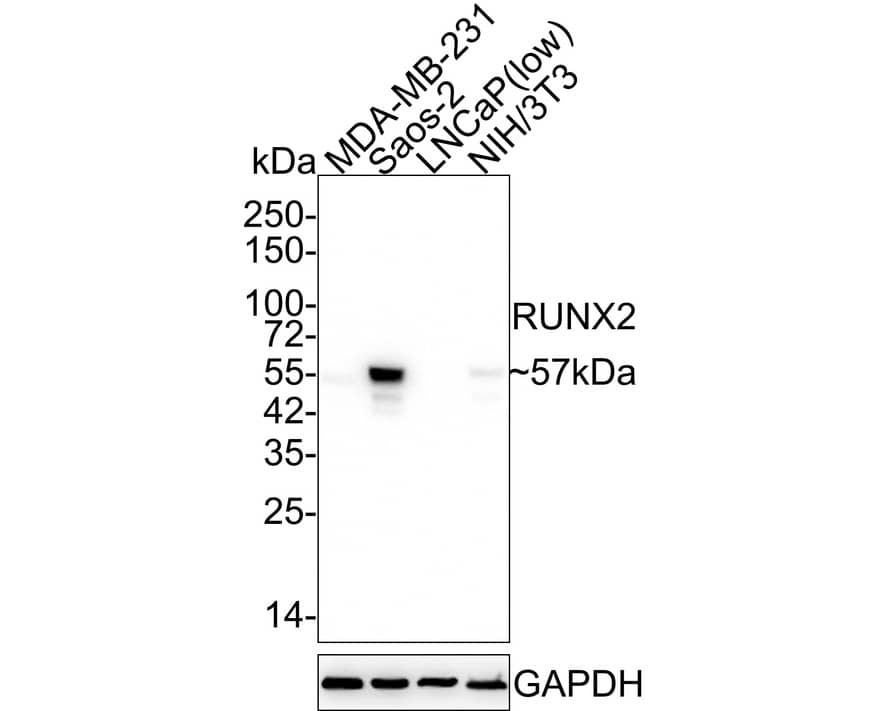Western blot analysis on different lysates with NBP2-67777 at 1/10,000 dilution. Lane 1: MDA-MB-231 cell lysate Lane 2: Saos-2 cell lysate Lane 3: LNCaP cell lysate (low expression) Lane 4: NIH/3T3 cell lysate Lysates/proteins at 20 µg/Lane. Predicted band size: 57 kDa Observed band size: 57 kDa Exposure time: 2 minutes 24 seconds;  4-20% SDS-PAGE gel. Proteins were transferred to a PVDF membrane and blocked with 5% NFDM/TBST for 1 hour at room temperature. NBP2-67777 at 1/10,000 dilution was used in 5% NFDM/TBST at 4℃ overnight. Goat Anti-Rabbit IgG [HRP] Secondary Antibody at 1/50,000 dilution was used for 1 hour at room temperature.