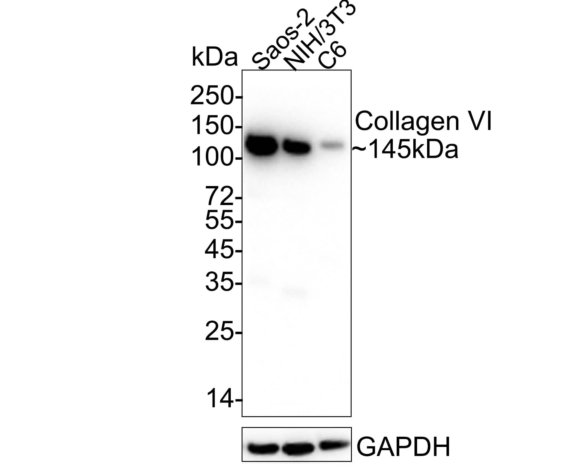 Western Blot Collagen VI alpha 1 Antibody (SD83-03)