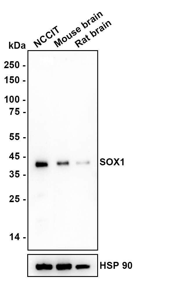 Western blot analysis on different lysates with NBP2-67864 at 1/2,000 dilution. Lane 1: NCCIT cell lysate Lane 2: Mouse brain tissue lysate Lane 3: Rat brain tissue lysate Lysates/proteins at 20 µg/Lane. Predicted band size: 39 kDa Observed band size: 39 kDa Exposure time: 3 minutes;  4-20% SDS-PAGE gel. Proteins were transferred to a PVDF membrane and blocked with 5% NFDM/TBST for 1 hour at room temperature. NBP2-67864 at 1/2,000 dilution was used in 5% NFDM/TBST at 4℃ overnight. Goat Anti-Rabbit IgG [HRP] Secondary Antibody at 1/50,000 dilution was used for 1 hour at room temperature.
