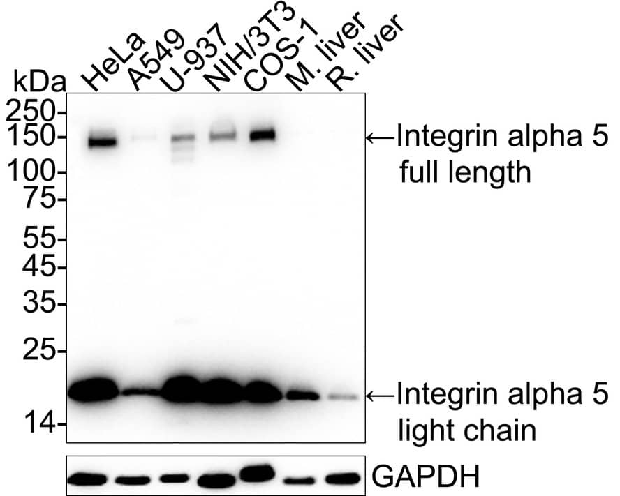 Western blot analysis on different lysates with NBP2-67883 at 1/1,000 dilution. Lane 1: HeLa cell lysate Lane 2: A549 cell lysate Lane 3: U-937 cell lysate Lane 4: NIH/3T3 cell lysate Lane 5: COS-1 cell lysate Lane 6: Mouse liver tissue lysate Lane 7: Rat liver tissue lysate Lysates/proteins at 20 µg/Lane. Predicted band size: 115 kDa Observed band size: 140/19 kDa Exposure time: 1 minute 2 seconds;  4-20% SDS-PAGE gel. Proteins were transferred to a PVDF membrane and blocked with 5% NFDM/TBST for 1 hour at room temperature. NBP2-67883 at 1/1,000 dilution was used in 5% NFDM/TBST at 4℃ overnight. Goat Anti-Rabbit IgG [HRP] Secondary Antibody at 1/50,000 dilution was used for 1 hour at room temperature.