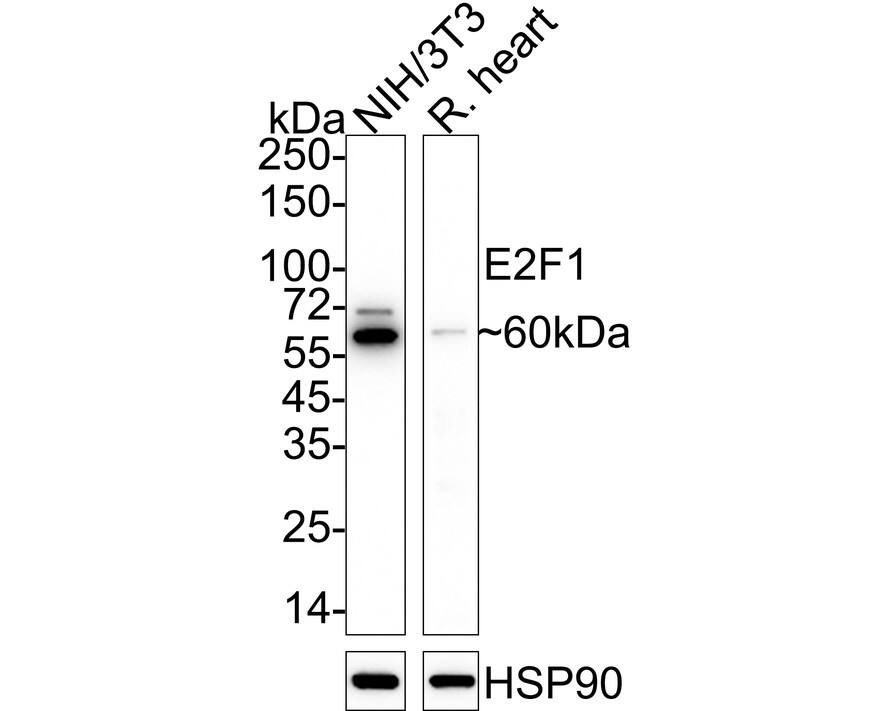Western blot analysis on different lysates with NBP2-67899 at 1/1,000 dilution. Lane 1: NIH/3T3 cell lysate (10 µg/Lane) Lane 2: Rat heart tissue lysate (20 µg/Lane) Predicted band size: 47 kDa Observed band size: 60 kDa Exposure time: 1 minute 2 seconds;  4-20% SDS-PAGE gel. Proteins were transferred to a PVDF membrane and blocked with 5% NFDM/TBST for 1 hour at room temperature. NBP2-67899 at 1/1,000 dilution was used in 5% NFDM/TBST at 4℃ overnight. Goat Anti-Rabbit IgG [HRP] Secondary Antibody at 1/50,000 dilution was used for 1 hour at room temperature.