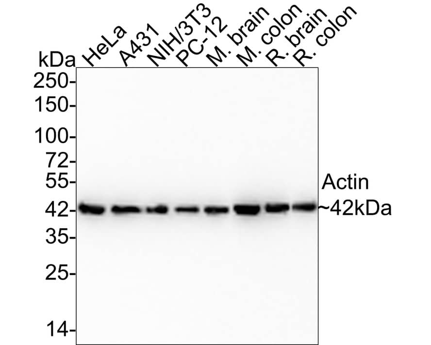 Western Blot Actin Antibody (JJ09-29)