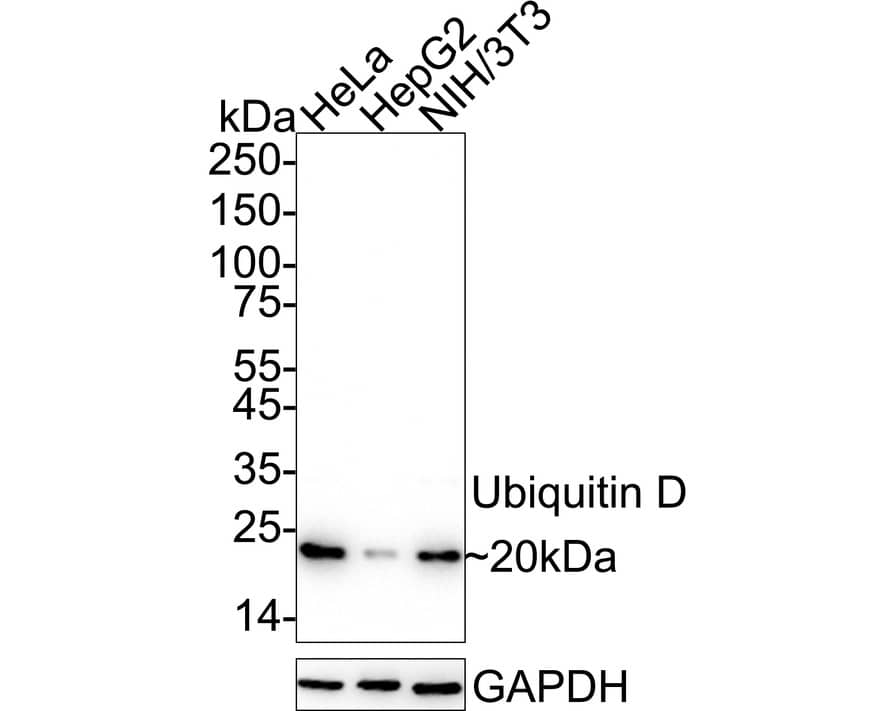 Western blot analysis on different lysates with NBP2-67917 at 1/2,000 dilution. Lane 1: HeLa cell lysate Lane 2: HepG2 cell lysate Lane 3: NIH/3T3 cell lysate Lysates/proteins at 20 µg/Lane. Predicted band size: 18 kDa Observed band size: 20 kDa Exposure time: 26 seconds;  4-20% SDS-PAGE gel. Proteins were transferred to a PVDF membrane and blocked with 5% NFDM/TBST for 1 hour at room temperature. NBP2-67917 at 1/2,000 dilution was used in 5% NFDM/TBST at 4℃ overnight. Goat Anti-Rabbit IgG [HRP] Secondary Antibody at 1/50,000 dilution was used for 1 hour at room temperature.