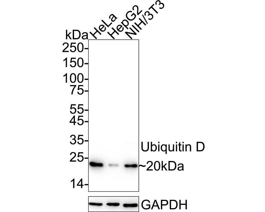 Western Blot: Rabbit Monoclonal FAT10 Antibody (JJ084-09) [NBP2-67917] - Western blot analysis of Ubiquitin D on different lysates with Rabbit anti-Ubiquitin D antibody (NBP2-67917) at 1/2,000 dilution.Lane 1: HeLa cell lysateLane 2: HepG2 cell lysateLane 3: NIH/3T3 cell lysateLysates/proteins at 20 µg/Lane.Predicted band size: 18 kDaObserved band size: 20 kDaExposure time: 26 seconds; ECL: K1801;4-20% SDS-PAGE gel.Proteins were transferred to a PVDF membrane and blocked with 5% NFDM/TBST for 1 hour at room temperature. The primary antibody (NBP2-67917) at 1/2,000 dilution was used in 5% NFDM/TBST at 4℃ overnight. Goat Anti-Rabbit IgG - HRP Secondary Antibody at 1/50,000 dilution was used for 1 hour at room temperature.
