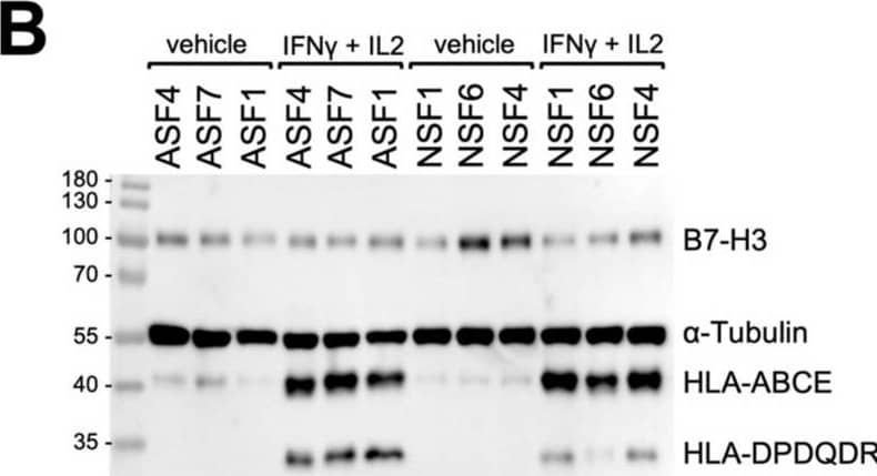 Neonatal skin fibroblasts primed with inflammatory signals express less molecules that activate the immune system. (A) Schematic of the protocol used to stimulate neonatal (NSFs) and adult (ASFs) skin fibroblasts. (B) Western blots on ASF and NSF lysates for the detection of HLA-ABCE, HLA-DPDQDR, B7-H3 and  alpha -tubulin (used as a loading control). (C) Densitometry quantifications normalized to  alpha -tubulin. Statistics: Wald test with Tukey’s multiple-comparison tests; * p < 0.05, ** p < 0.01, *** p < 0.001, N = 6 different fibroblast populations (3 NSFs and 3 ASFs). Image collected and cropped by CiteAb from the following open publication (//www.mdpi.com/1422-0067/25/13/6965), licensed under a CC-BY license. Not internally tested by Novus Biologicals.