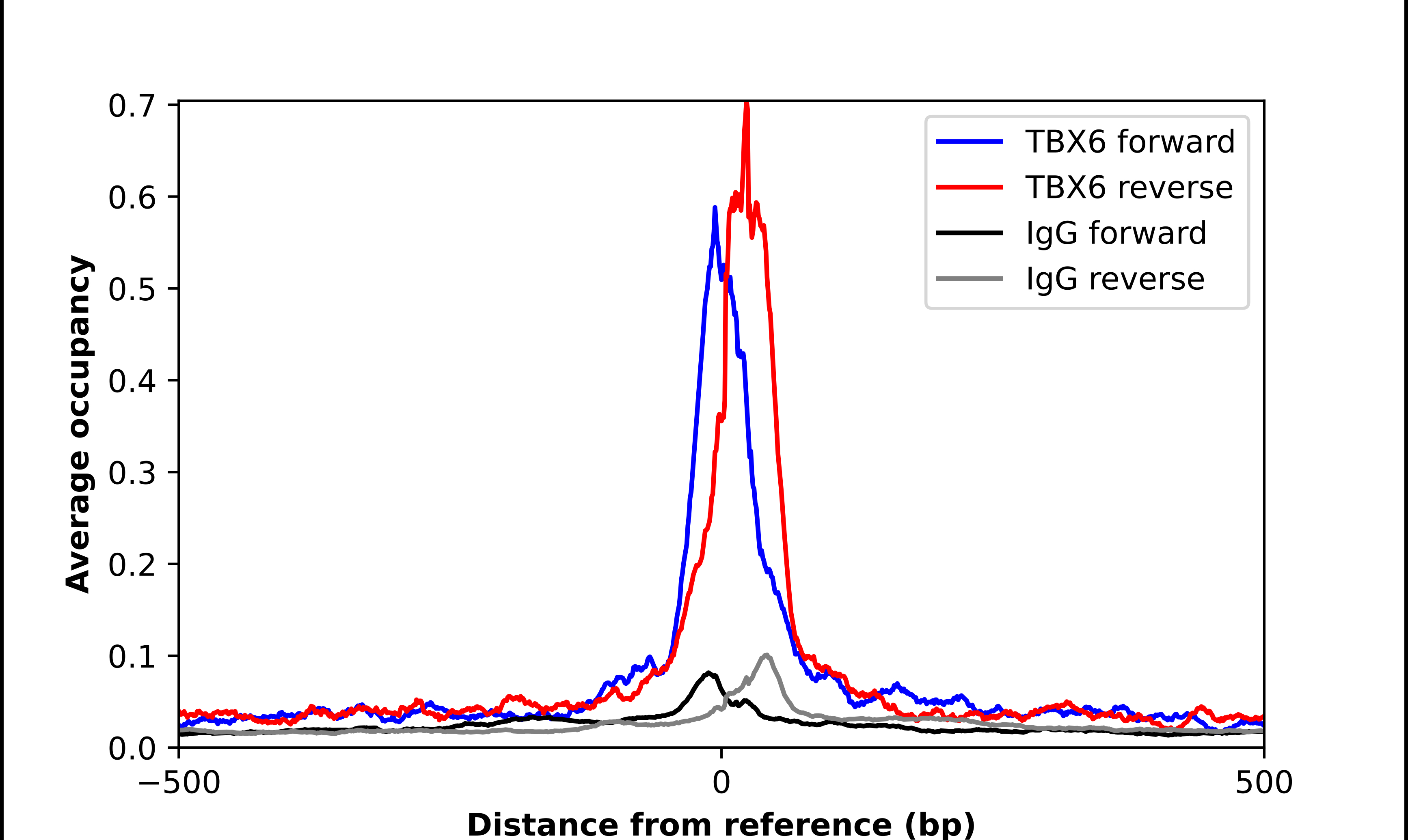 Chromatin Immunoprecipitation TBX6 Antibody - BSA Free