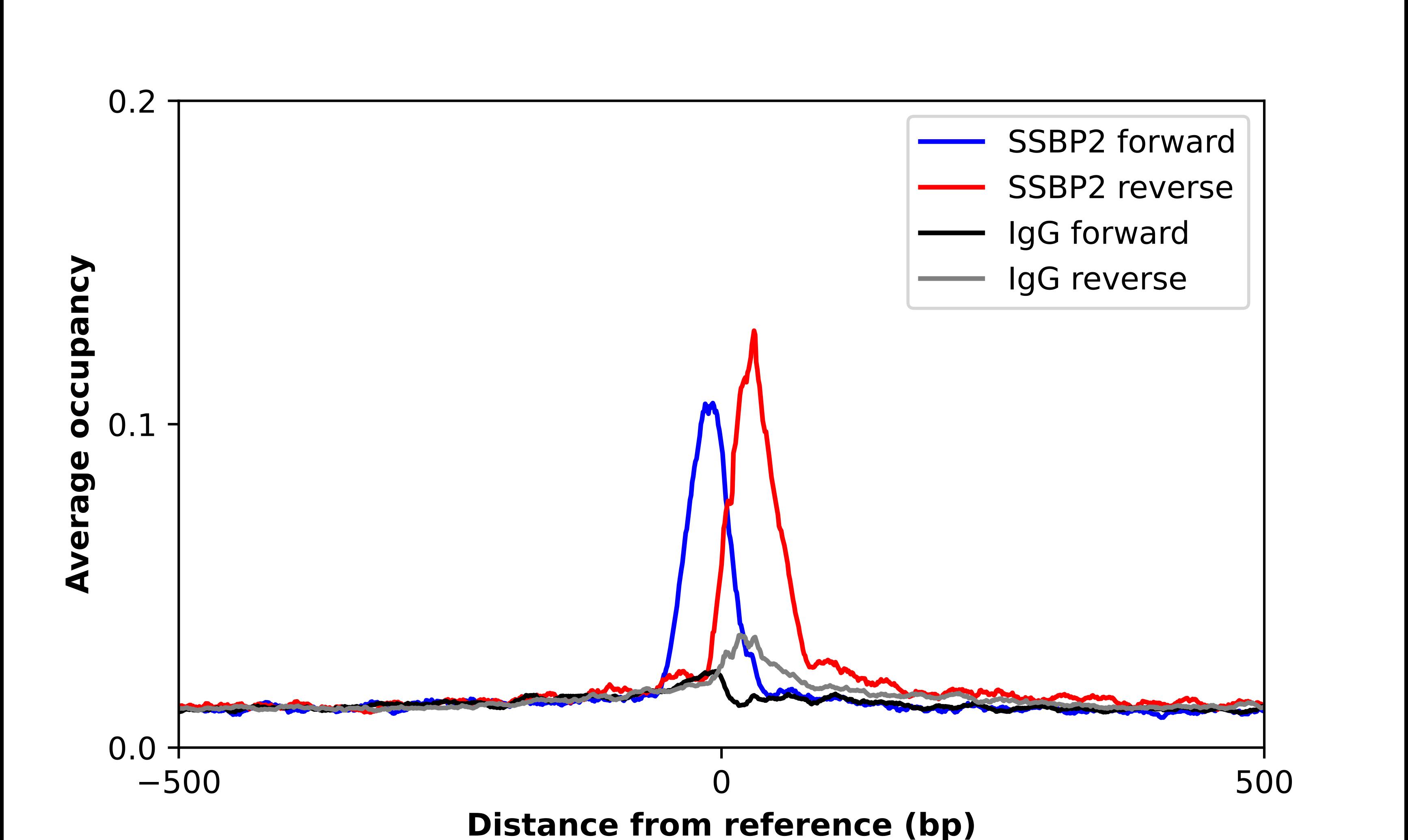 Chromatin Immunoprecipitation SSBP2 Antibody - BSA Free