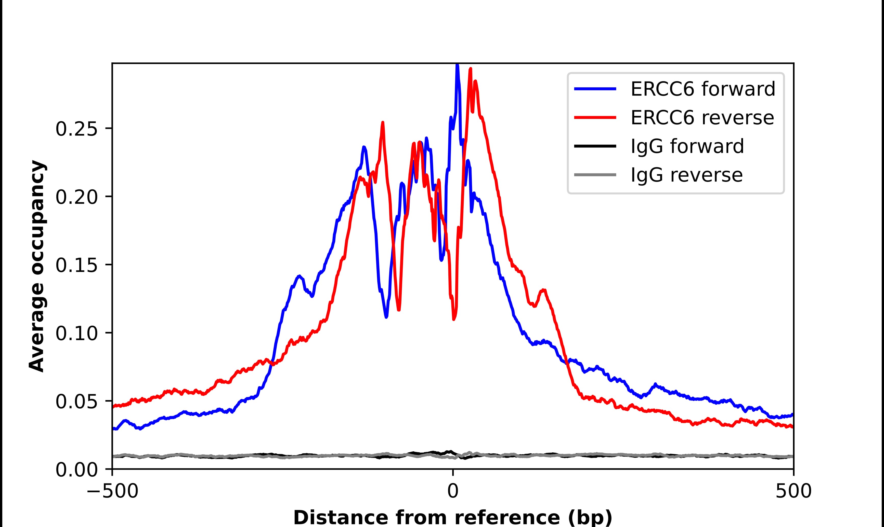 ChIP-Exo-Seq composite graph for Anti-CSB tested in K562 cells. Strand-specific reads (blue: forward, red: reverse) and IgG controls (black: forward, grey: reverse) are plotted against the distance from a composite set of reference binding sites. The antibody exhibits robust target enrichment compared to a non-specific IgG control and precisely reveals its structural organization around the binding site. Data generated by Prof. B. F. Pugh's Lab at Cornell University.