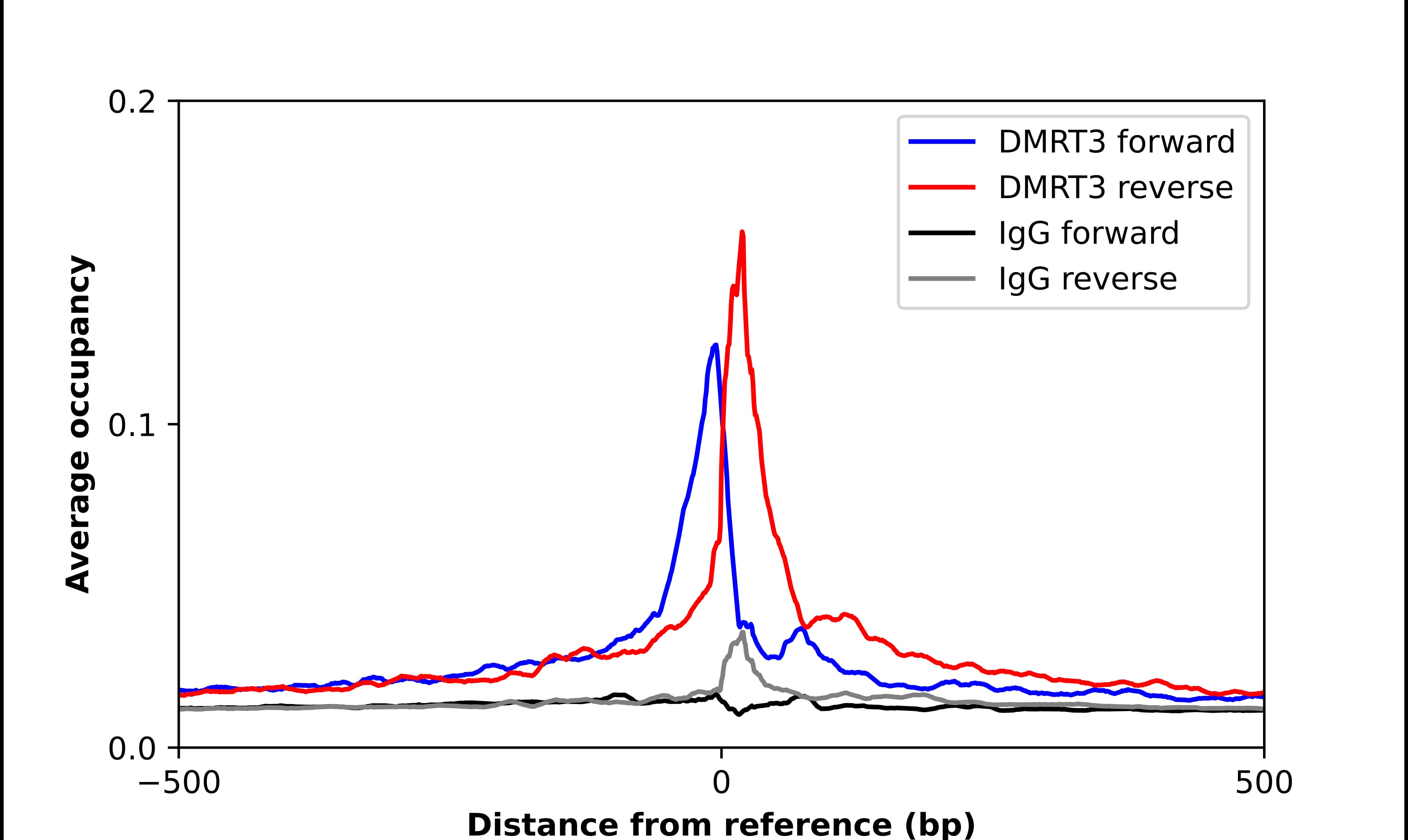Chromatin Immunoprecipitation DMRT3 Antibody - BSA Free