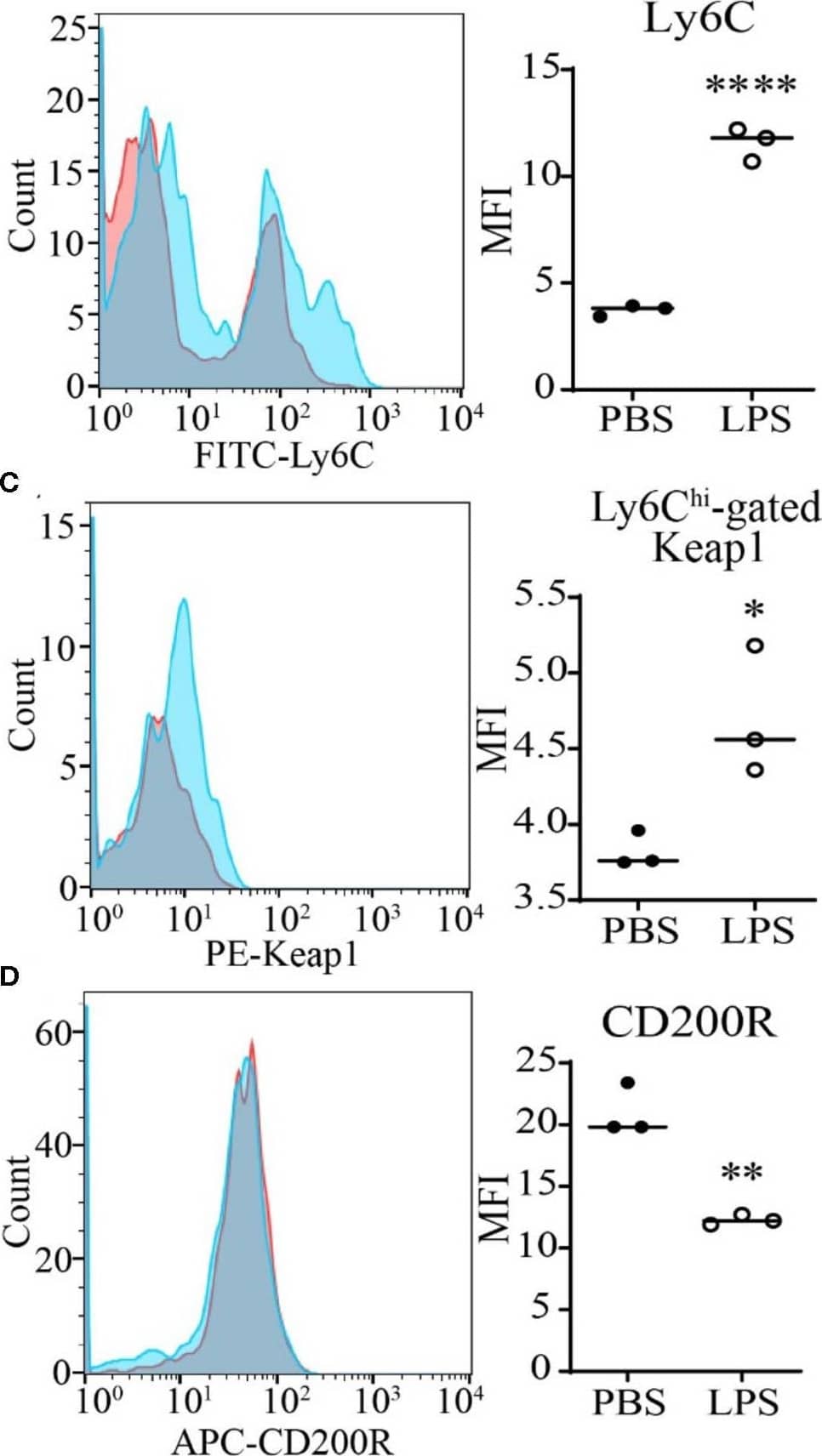 Flow Cytometry: Keap1 Antibody (OTI1B4) [PE] [NBP2-71496PE] - SLD-LPS-mediated Keap1 accumulation is correlated with a pro-inflammatory monocyte phenotype. BMDMs were treated with either PBS or SLD-LPS (100 pg/mL) for 5 days. (A) Representative Co-IP result with no lysate IP (just antibody & beads) (Con.) & the whole cell lysate input (WCL) controls. Keap1 antibody was used to pull-down Nrf2 (upper blot), & Nrf2 was used to pull down Keap1 (lower blot). See Supplemental Figures S3, S4 for un-altered blots. (B–D) The levels of Ly6C (B), Keap-1 (C), & CD200R (D) were analyzed & quantified using geometric mean fluorescence intensity (MFI) by flow cytometry. (E–G) Representative western blots of IKK beta  (E), p-p65 (S536) (F), & total NF-kappa B p65 (G) in monocytes with quantification on the left. (H) p-p65/total p65 ratio. All data are representative of at least 3 separate experiments (n = 3, except for IKK-beta  where n = 5). Unpaired student t-test. *p < 0.05, **p < 0.01, ***p < 0.001, ****p < 0.0001. Image collected & cropped by CiteAb from the following publication (//pubmed.ncbi.nlm.nih.gov/32765513), licensed under a CC-BY license. Not internally tested by Novus Biologicals.