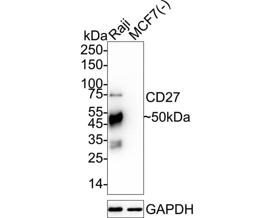 Western blot analysis on different lysates with NBP2-75434 at 1/2,000 dilution. Lane 1: Raji cell lysate Lane 2: MCF7 cell lysate (negative) Lysates/proteins at 20 µg/Lane. Predicted band size: 29 kDa Observed band size: 50 kDa Exposure time: 1 minute;  4-20% SDS-PAGE gel. Proteins were transferred to a PVDF membrane and blocked with 5% NFDM/TBST for 1 hour at room temperature. NBP2-75434 at 1/2,000 dilution was used in 5% NFDM/TBST at 4℃ overnight. Goat Anti-Rabbit IgG [HRP] Secondary Antibody at 1/50,000 dilution was used for 1 hour at room temperature.