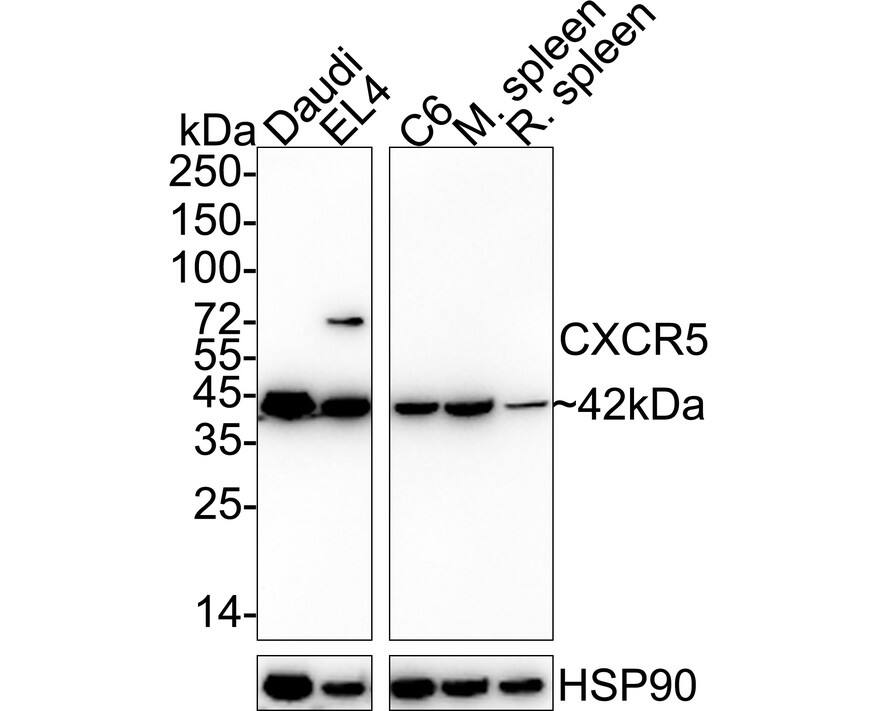 Western Blot CXCR5 Antibody (JB11-40)