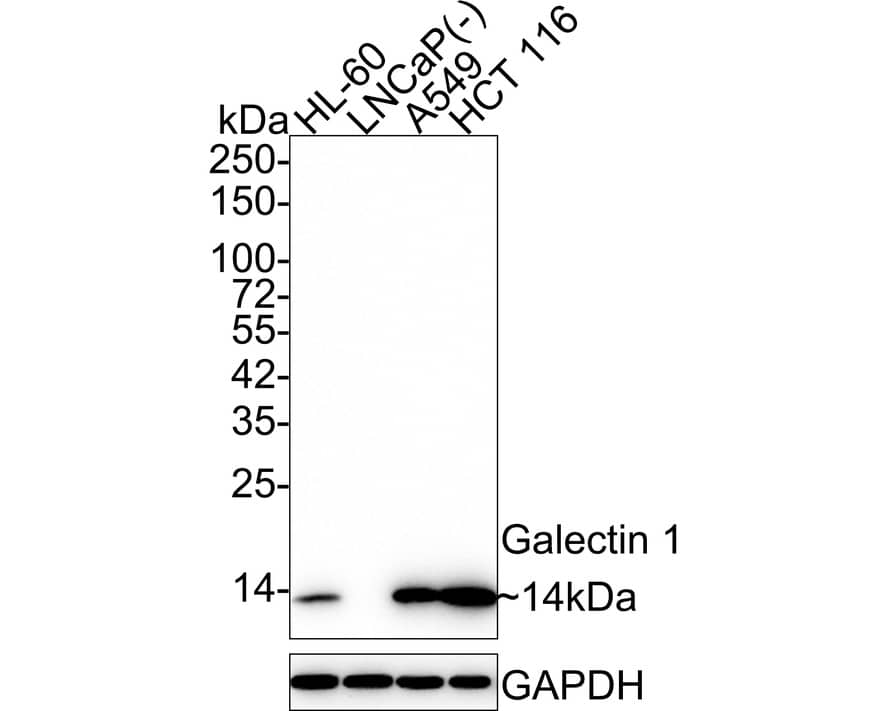 Western blot analysis on different lysates with NBP2-75499 at 1/2,000 dilution. Lane 1: HL-60 cell lysate Lane 2: LNCaP cell lysate (negative) Lane 3: A549 cell lysate Lane 4: HCT 116 cell lysate Lysates/proteins at 15 µg/Lane. Predicted band size: 15 kDa Observed band size: 14 kDa Exposure time: 1 minute 17 seconds; 4-20% SDS-PAGE gel. Proteins were transferred to a PVDF membrane and blocked with 5% NFDM/TBST for 1 hour at room temperature. NBP2-75499 at 1/2,000 dilution was used in 5% NFDM/TBST at 4℃ overnight. Goat Anti-Rabbit IgG [HRP] Secondary Antibody at 1/50,000 dilution was used for 1 hour at room temperature.
