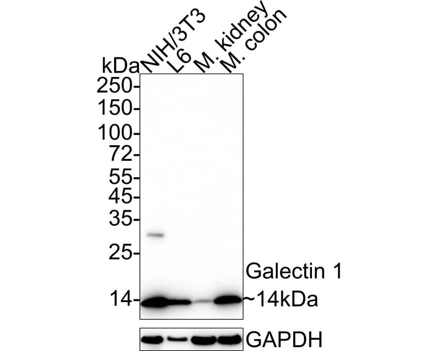 Western blot analysis on different lysates with NBP2-75499 at 1/2,000 dilution. Lane 1: NIH/3T3 cell lysate (20 µg/Lane) Lane 2: L6 cell lysate (20 µg/Lane) Lane 3: Mouse kidney tissue lysate (40 µg/Lane) Lane 4: Mouse colon tissue lysate (40 µg/Lane) Predicted band size: 15 kDa Observed band size: 14 kDa Exposure time: 20 seconds;  4-20% SDS-PAGE gel. Proteins were transferred to a PVDF membrane and blocked with 5% NFDM/TBST for 1 hour at room temperature. NBP2-75499 at 1/2,000 dilution was used in 5% NFDM/TBST at 4℃ overnight. Goat Anti-Rabbit IgG [HRP] Secondary Antibody at 1/50,000 dilution was used for 1 hour at room temperature.