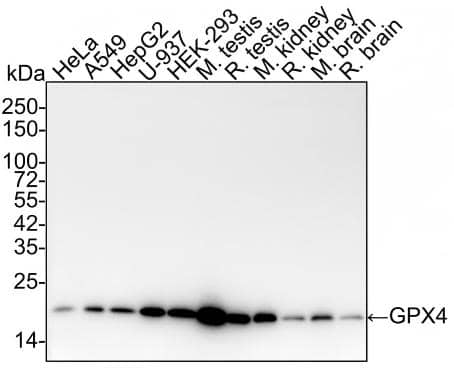 Western blot analysis on different lysates with NBP2-75511 at 1/10,000 dilution and competitor's antibody at 1/10,000 dilution. Lane 1: HeLa cell lysate (20 µg/Lane) Lane 2: A549 cell lysate (20 µg/Lane) Lane 3: HepG2 cell lysate (20 µg/Lane) Lane 4: U-937 cell lysate (20 µg/Lane) Lane 5: HEK-293 cell lysate (20 µg/Lane) Lane 6: Mouse testis tissue lysate (20 µg/Lane) Lane 7: Rat testis tissue lysate (20 µg/Lane) Lane 8: Mouse kidney tissue lysate (20 µg/Lane) Lane 9: Rat kidney tissue lysate (20 µg/Lane) Lane 10: Mouse brain tissue lysate (20 µg/Lane) Lane 11: Rat brain tissue lysate (20 µg/Lane) Predicted band size: 22 kDa Observed band size: 20 kDa Exposure time: 2 minutes;  4-20% SDS-PAGE gel. Proteins were transferred to a PVDF membrane and blocked with 5% NFDM/TBST for 1 hour at room temperature. NBP2-75511 at 1/10,000 dilution and competitor's antibody at 1/10,000 dilution were used in 5% NFDM/TBST at 4℃ overnight. Goat Anti-Rabbit IgG [HRP] Secondary Antibody at 1/50,000 dilution was used for 1 hour at room temperature.