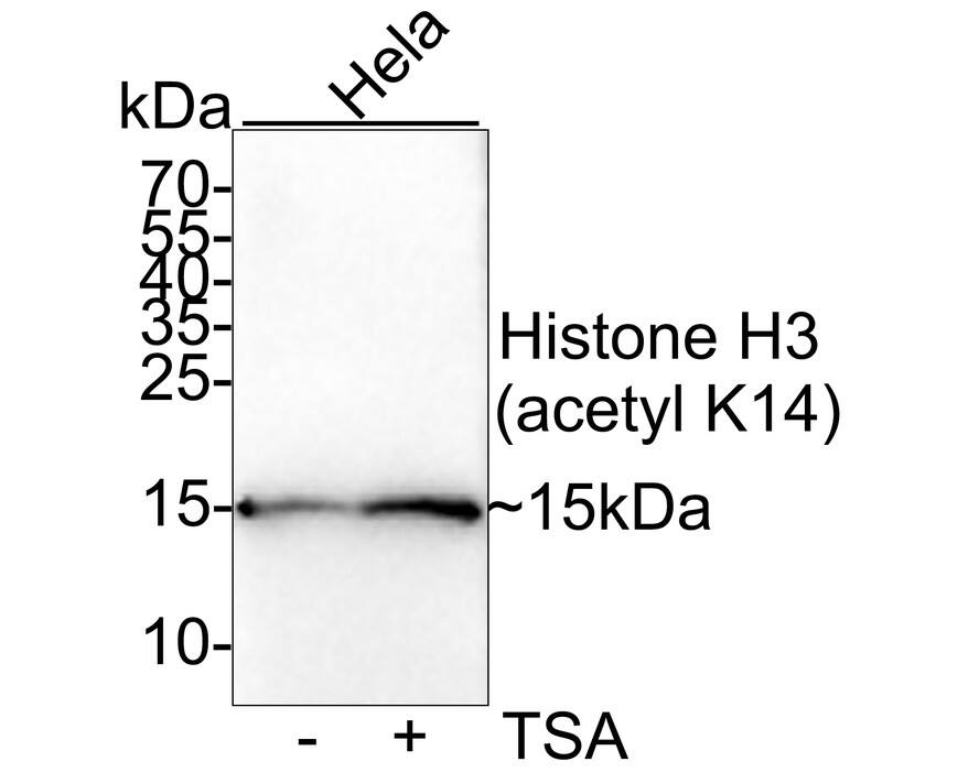 Western blot analysis on different lysates with NBP2-75522 at 1/1,000 dilution. Lane 1: Hela whole cell lysate Lane 2: Hela treated with 1μM TSA for 18 hours whole cell lysate Lysates/proteins at 20 µg/Lane. Predicted band size: 15 kDa Observed band size: 15 kDa Exposure time: 5 minutes; 10% SDS-PAGE gel. Proteins were transferred to a PVDF membrane and blocked with 5% NFDM/TBST for 1 hour at room temperature. NBP2-75522 at 1/1,000 dilution was used in 5% NFDM/TBST at room temperature for 2 hours. Goat Anti-Rabbit IgG [HRP] Secondary Antibody at 1:200,000 dilution was used for 1 hour at room temperature.