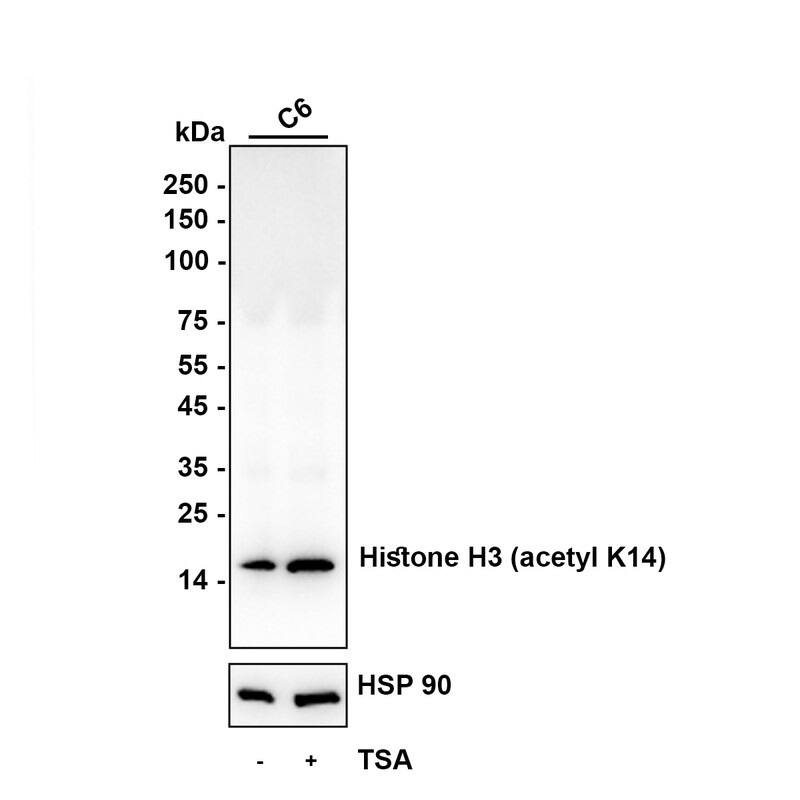 Western blot analysis on different lysates with NBP2-75522 at 1/5,000 dilution. Lane 1: C6 (Rat glioma cell) cell lysate Lane 2: C6 treated with 1uM TSA for 18 hours cell lysate Lysates/proteins at 10 µg/Lane. Exposure time: 30 seconds Blocking: 5% NFDM/TBST, 1 hour at room temperature Primary antibody: NBP2-75522, 1/5,000 in primary antibody dilution buffer, overnight at 4 ℃ Secondary antibody: Goat Anti-Rabbit IgG [HRP] Secondary Antibody, 1/50,000 in 5% NFDM/TBST, 1 hour at room temperature Predicted band size: 15.4 kDa Observed band size: 15 kDa