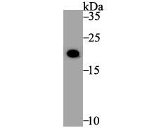 Western Blot Histone H3.1 Antibody