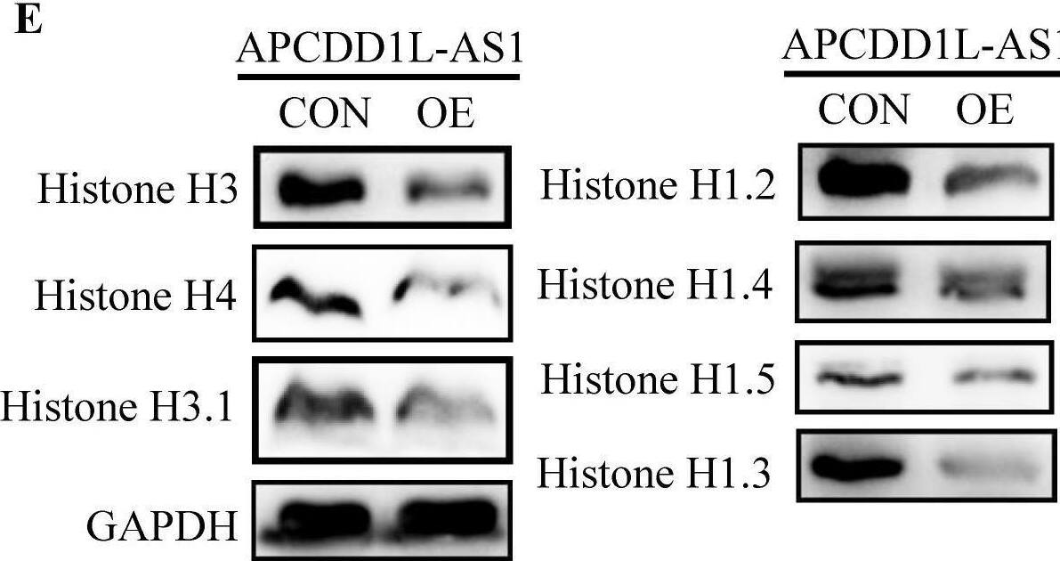  APCDD1L-AS1 overexpression induced histones expression disorders. A The overexpression efficiency of APCDD1L-AS1 in OSRC2 cells. B The TMT results showed that 39 proteins were downregulated and 66 proteins were upregulated in APCDD1L-AS1 overexpressed OSRC2 cells compared with its control cells. C Biological Process GO term enrichment analysis results of the complete 105 statistically significant proteins. D The TMT results of Histone H3.1, Histone H4, Histone H3, Histone H1.3, Histone H1.5, Histone H1.4 and Histone H1.2. E The protein expression of Histone H3.1, Histone H4, Histone H3, Histone H1.3, Histone H1.5, Histone H1.4 and Histone H1.2 in the same cell protein samples. F The protein expression of Histone H3.1, Histone H4, Histone H3, Histone H1.3, Histone H1.5, Histone H1.4 and Histone H1.2 in the in mice tumors. Image collected and cropped by CiteAb from the following open publication (//pubmed.ncbi.nlm.nih.gov/35414787), licensed under a CC-BY license. Not internally tested by Novus Biologicals.
